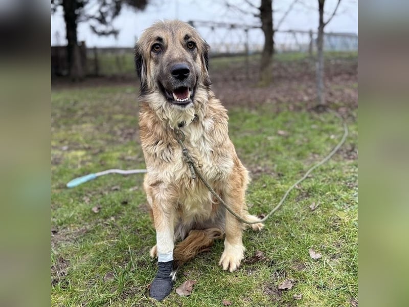 Rosie eine Schönheit