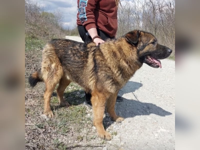 Bison ein Kampfschmuser