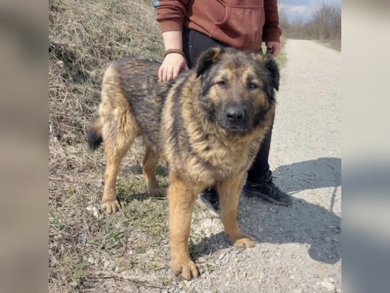 Bison ein Kampfschmuser