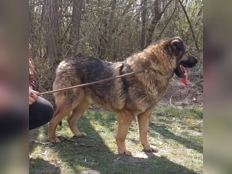 Bison ein Kampfschmuser