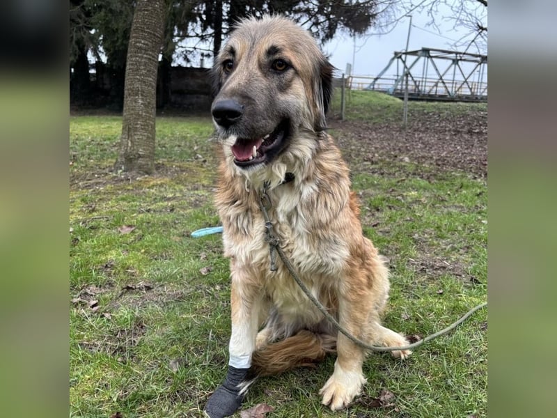 Rosie eine Schönheit