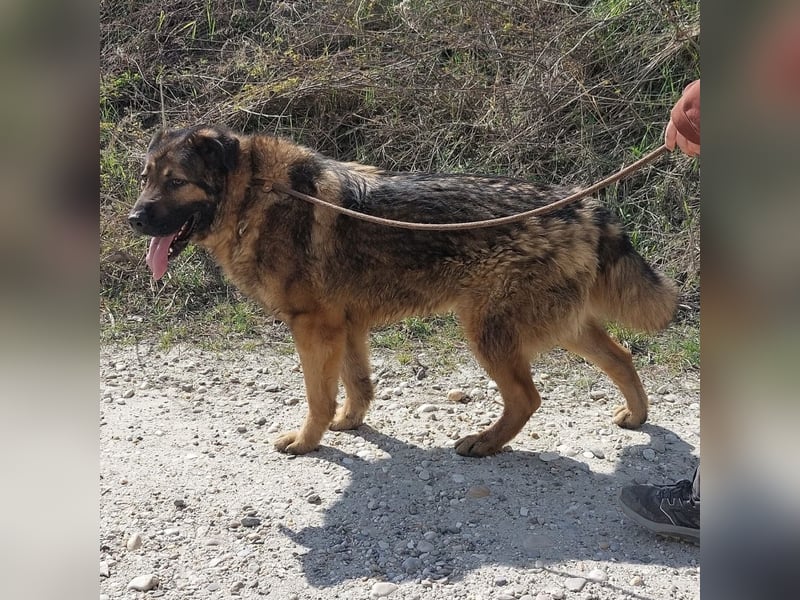 Bison ein Kampfschmuser