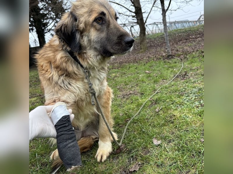 Rosie eine Schönheit