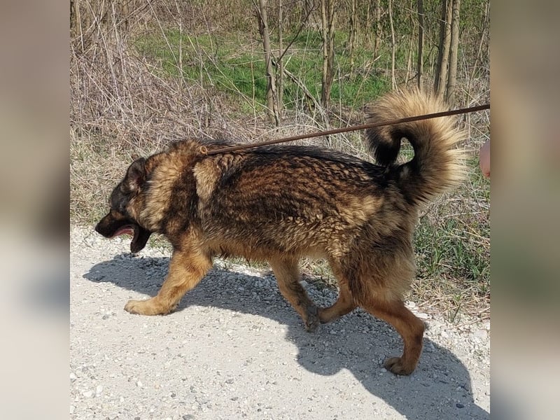 Bison ein Kampfschmuser