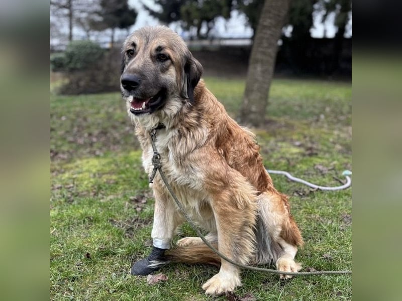 Rosie eine Schönheit