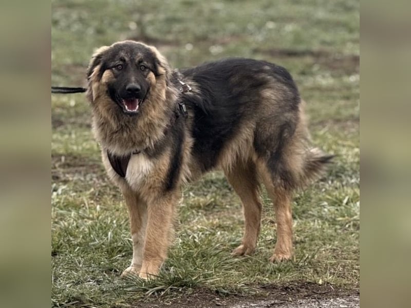 Nemar ein großer wundervoller Rüde