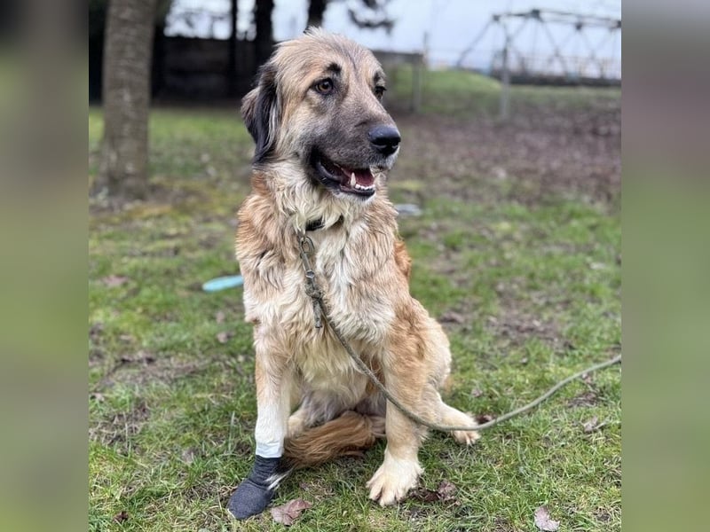 Rosie eine Schönheit