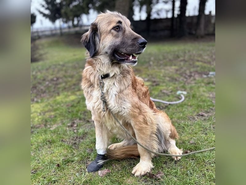 Rosie eine Schönheit