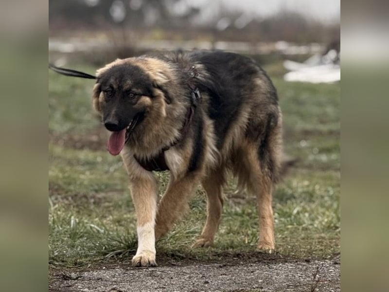 Nemar ein großer wundervoller Rüde