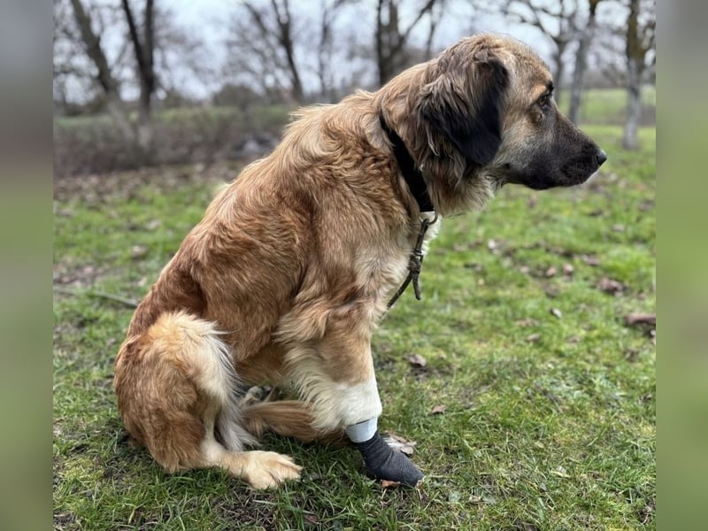 Rosie eine Schönheit