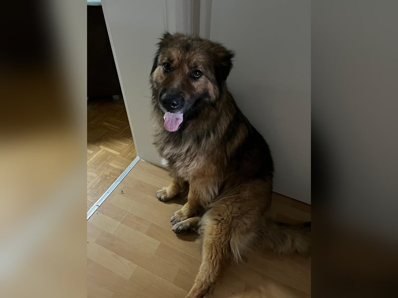 Traumhündin Namens Elli sucht ein Zuhause