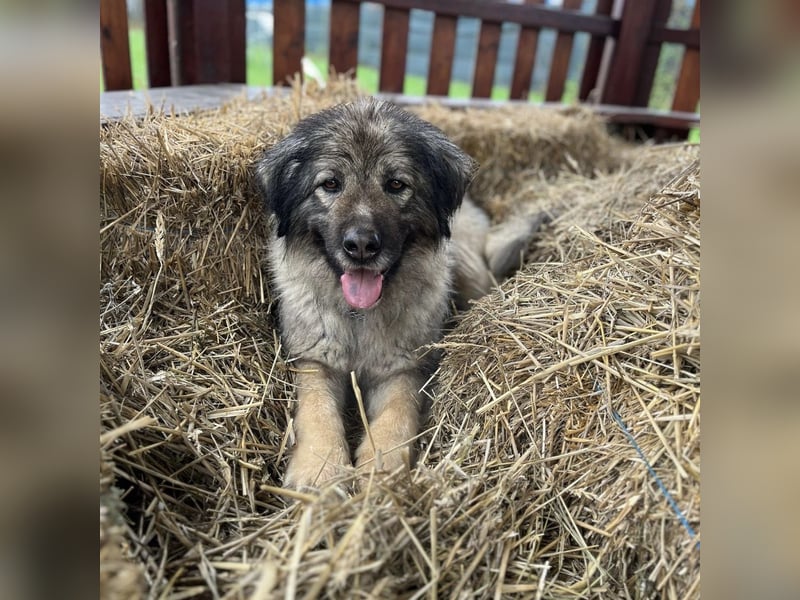 Die wundervolle Lili sucht ein Zuhause ❤️