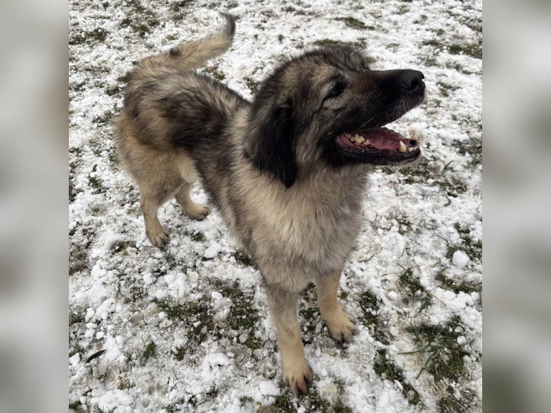 Die wundervolle Lili sucht ein Zuhause ❤️