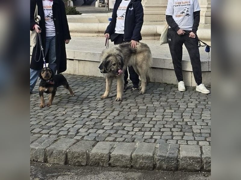 Die wundervolle Lili sucht ein Zuhause ❤️