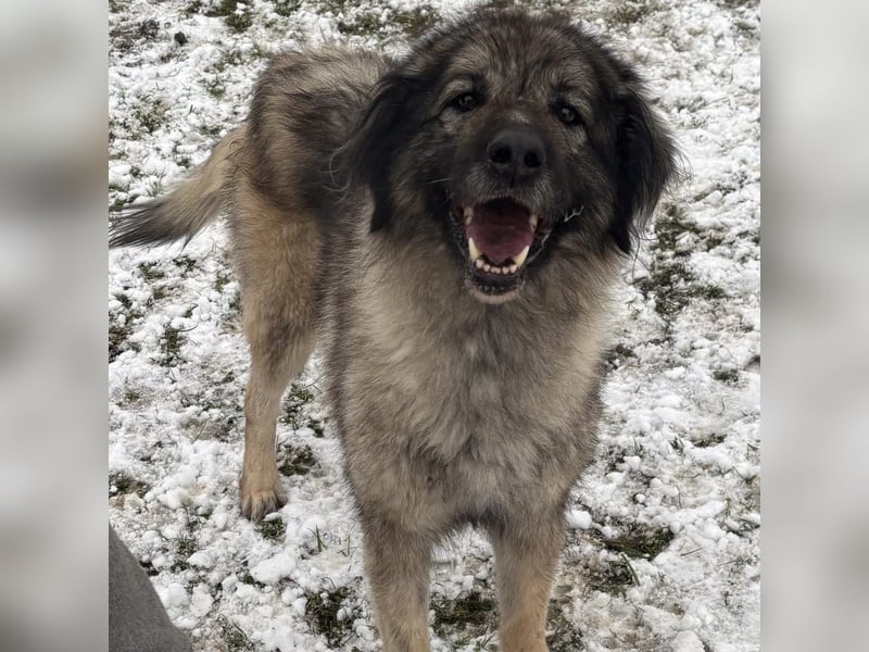Die wundervolle Lili sucht ein Zuhause ❤️