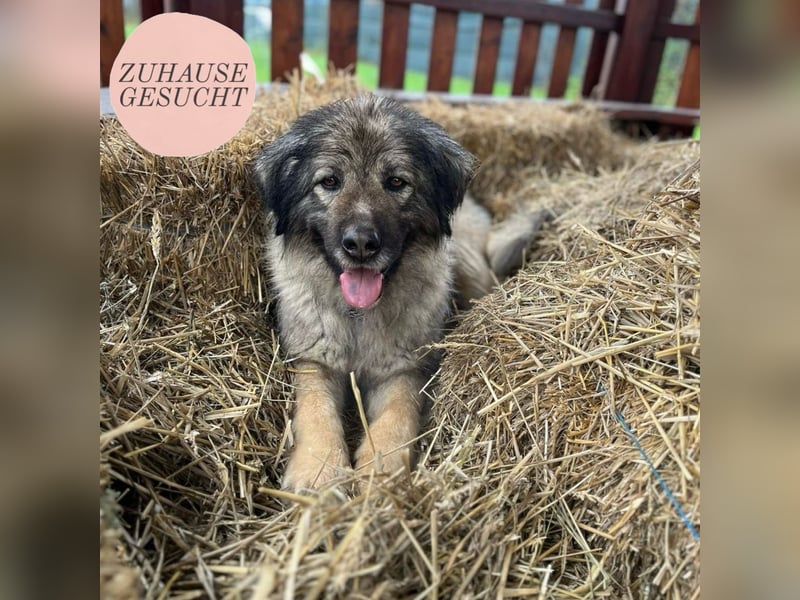 Die wundervolle Lili sucht ein Zuhause ❤️
