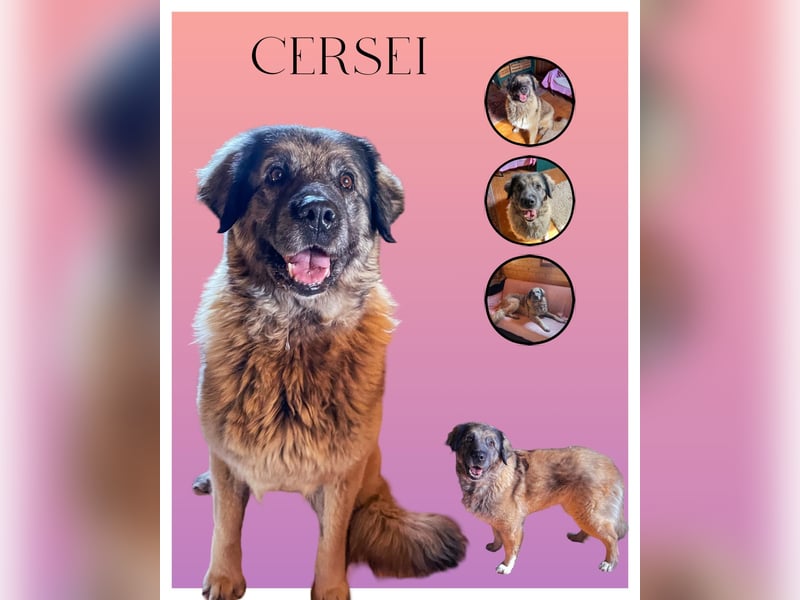 Cersei-lieb ruhig gemütlich