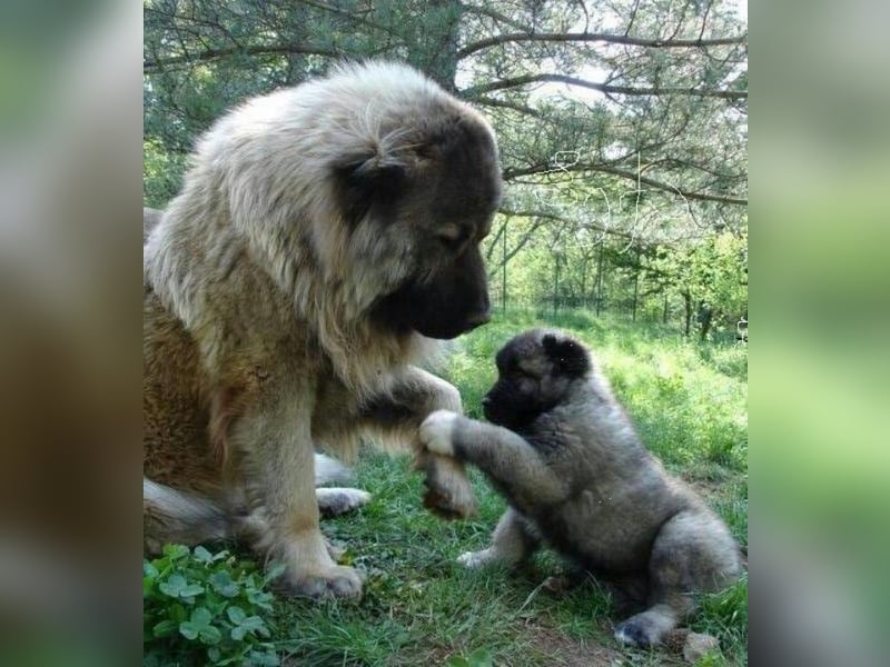 SUCHEN HERDENSCHUTZHUND WELPEN!