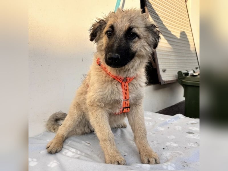 Flora ein Welpenmädchen