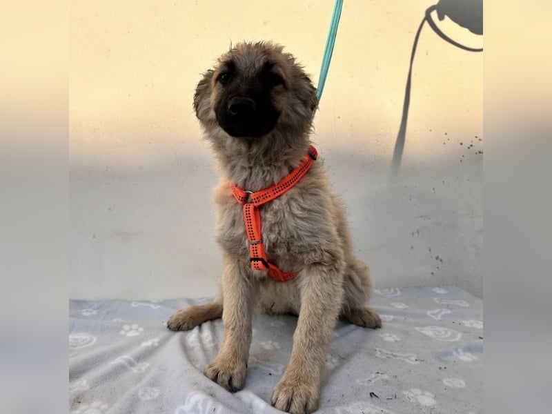 Flora ein Welpenmädchen