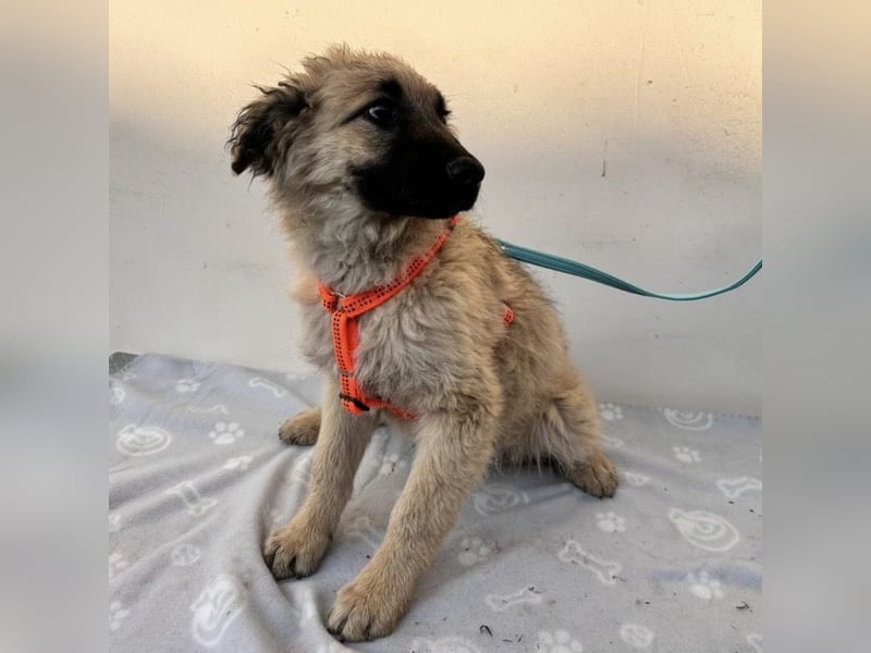 Flora ein Welpenmädchen