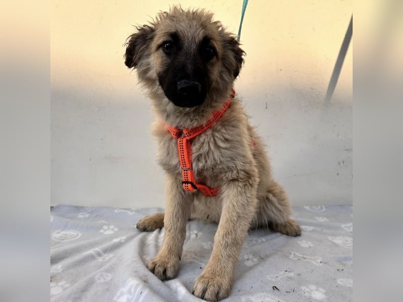 Flora ein Welpenmädchen