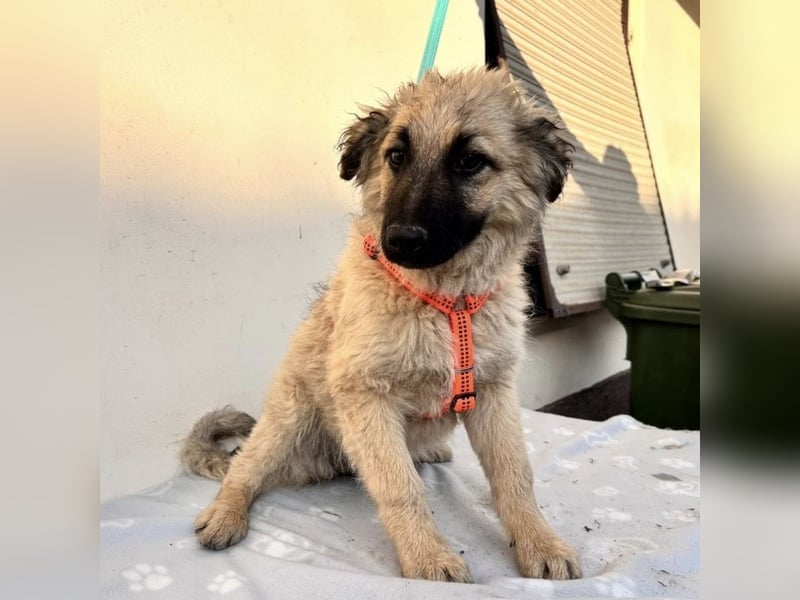 Flora ein Welpenmädchen