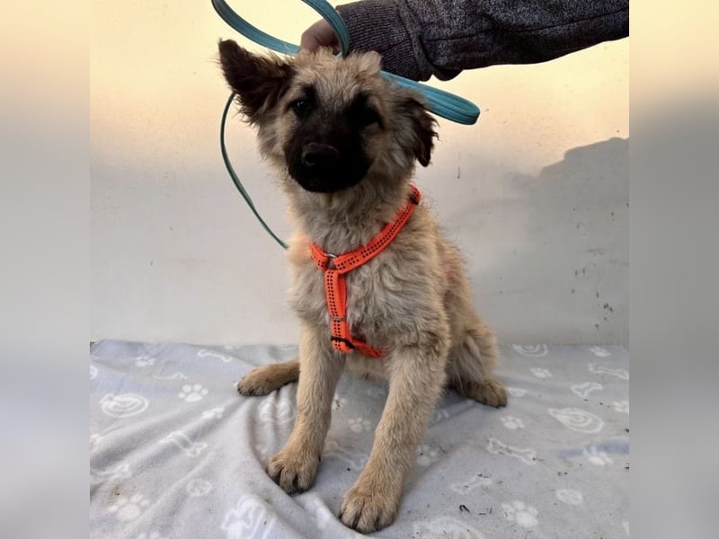 Flora ein Welpenmädchen