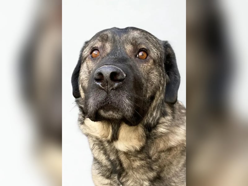 Norman ❤️ lieber, sozialer Familienhund