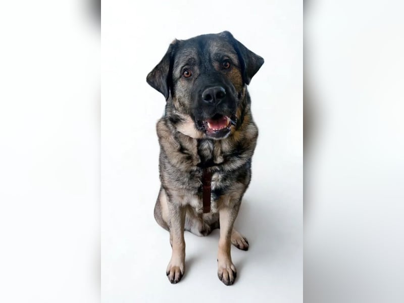 Norman ❤️ lieber, sozialer Familienhund