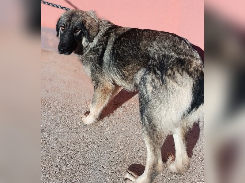 Abra Sarplaninac Mischling Hündin Junghund sucht Zuhause oder Pflegestelle