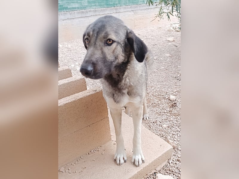 große ruhige Sarplaninac Schäferhund Mischlings-Hündin Wild Rose sucht Zuhause