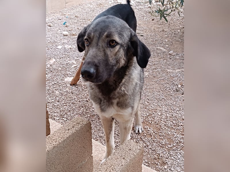 große ruhige Sarplaninac Schäferhund Mischlings-Hündin Wild Rose sucht Zuhause