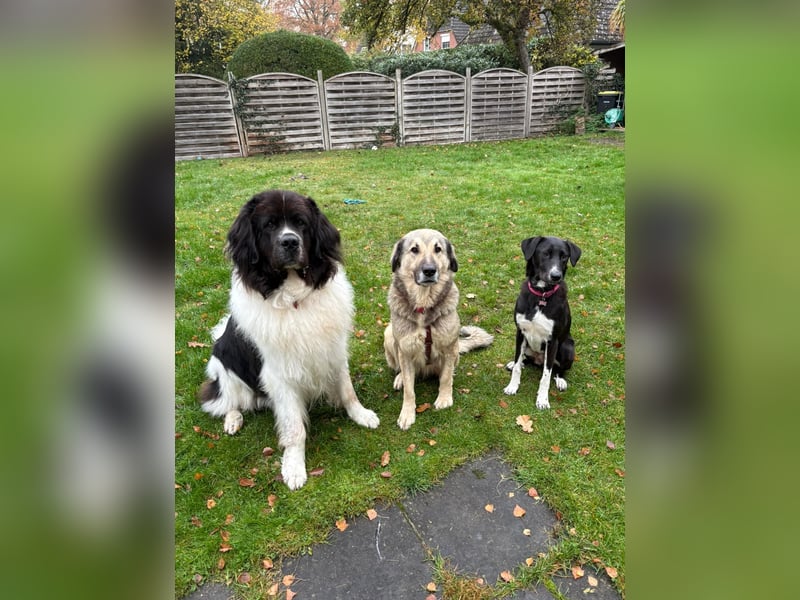 zauberhafte Sarplaninac Mischlings-Hündin Vega sucht ihre Familie