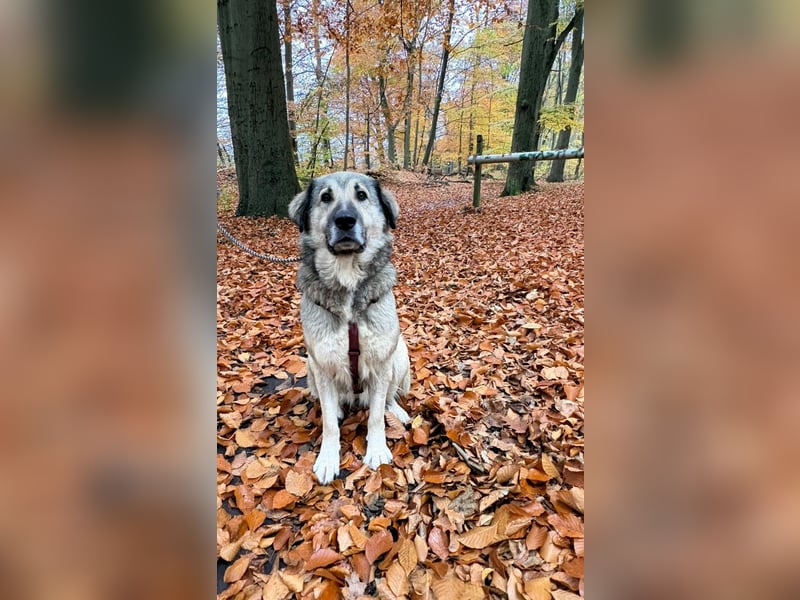 zauberhafte Sarplaninac Mischlings-Hündin Vega sucht ihre Familie