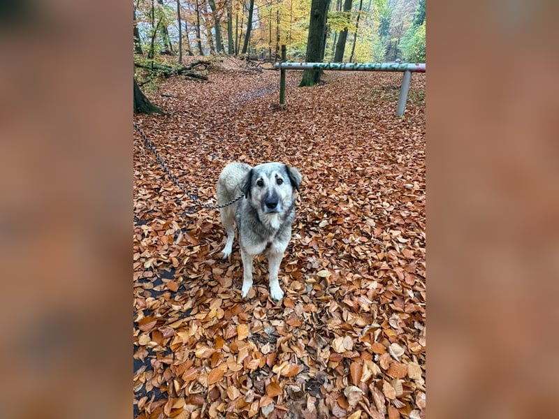 zauberhafte Sarplaninac Mischlings-Hündin Vega sucht ihre Familie