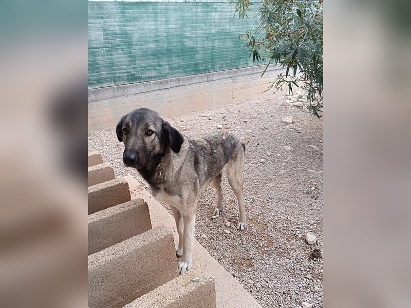 große ruhige Sarplaninac Schäferhund Mischlings-Hündin Wild Rose sucht Zuhause