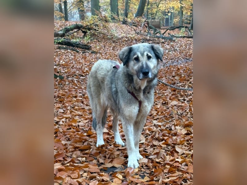 zauberhafte Sarplaninac Mischlings-Hündin Vega sucht ihre Familie