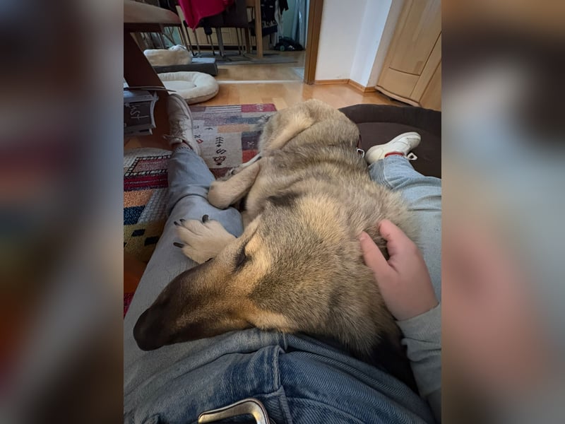 zauberhafte Sarplaninac Mischlings-Hündin Vega sucht ihre Familie