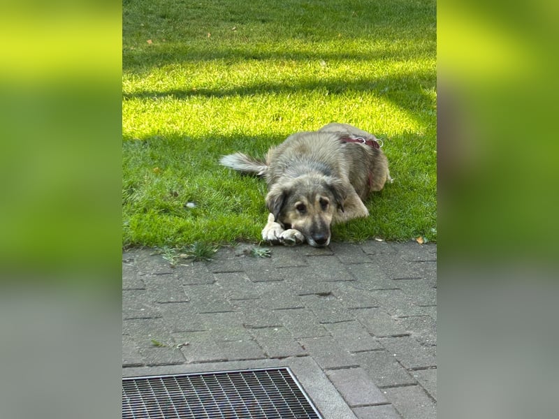 zauberhafte Sarplaninac Mischlings-Hündin Vega sucht ihre Familie