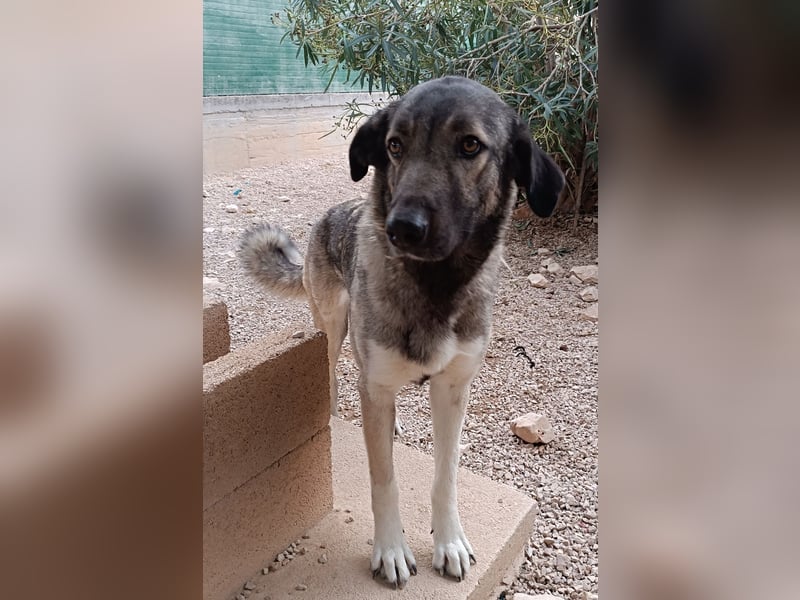 große ruhige Sarplaninac Schäferhund Mischlings-Hündin Wild Rose sucht Zuhause