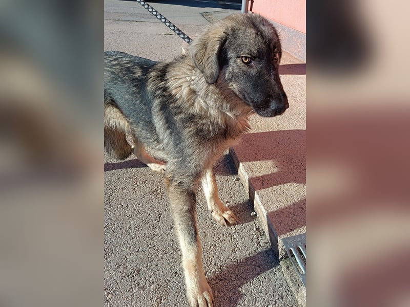 Abra Sarplaninac Mischling Hündin Junghund sucht Zuhause oder Pflegestelle