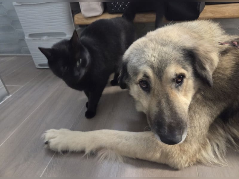 zauberhafte Sarplaninac Mischlings-Hündin Vega sucht ihre Familie