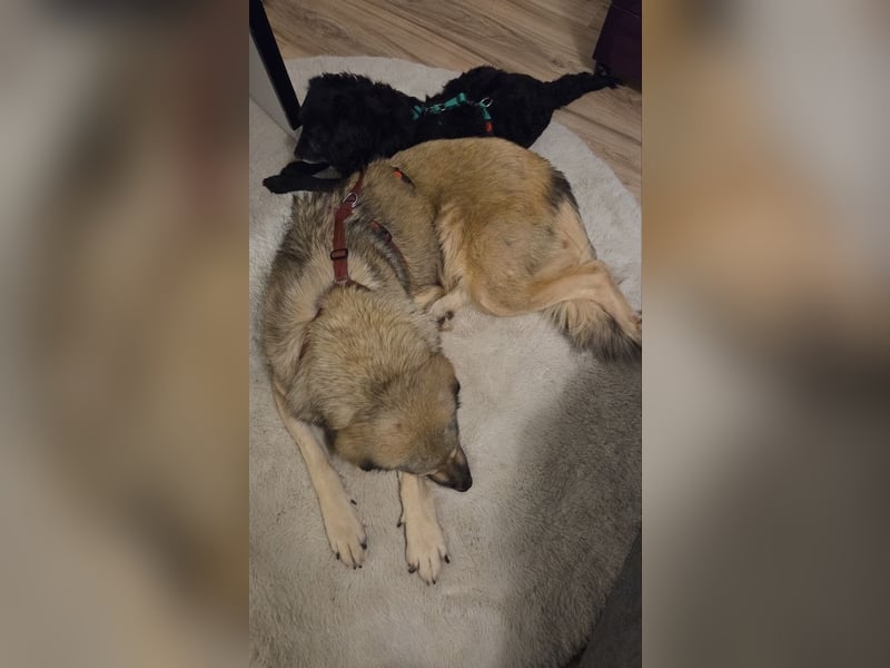 zauberhafte Sarplaninac Mischlings-Hündin Vega sucht ihre Familie