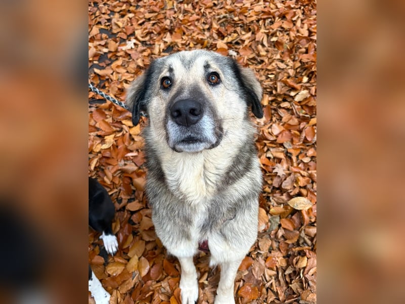 zauberhafte Sarplaninac Mischlings-Hündin Vega sucht ihre Familie