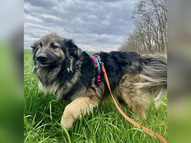 Billy braucht ein Zuhause