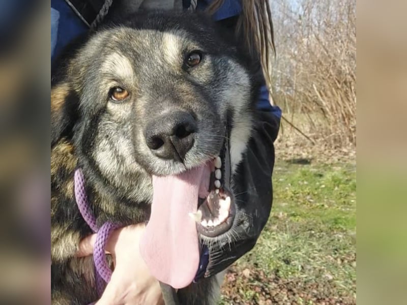 Aurora eine gutmütige große Hündin