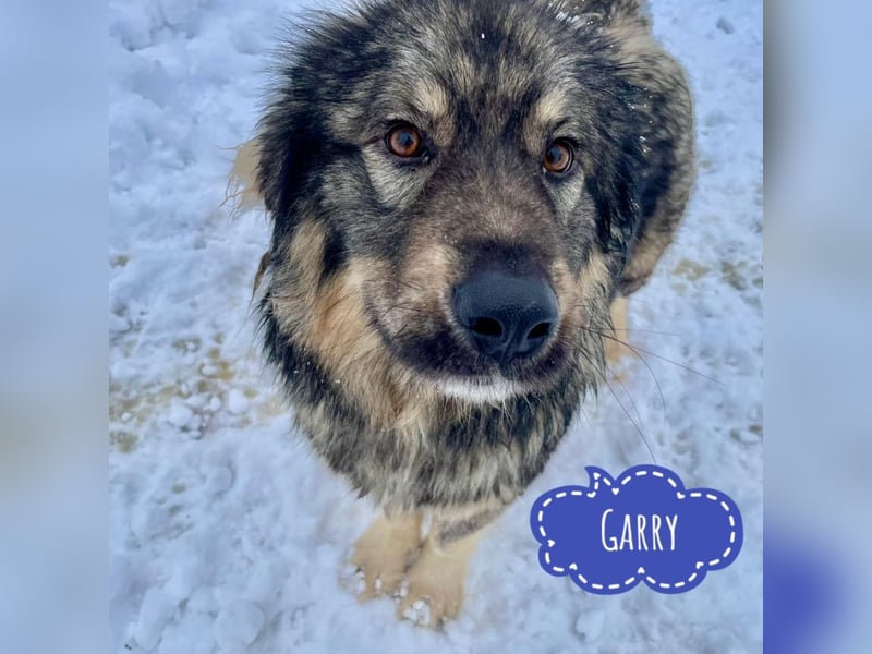 Garry ein treudoffer gutmütiger Hundebub