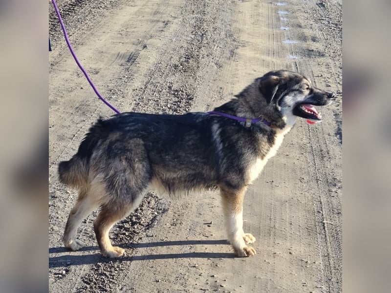 Aurora eine gutmütige große Hündin