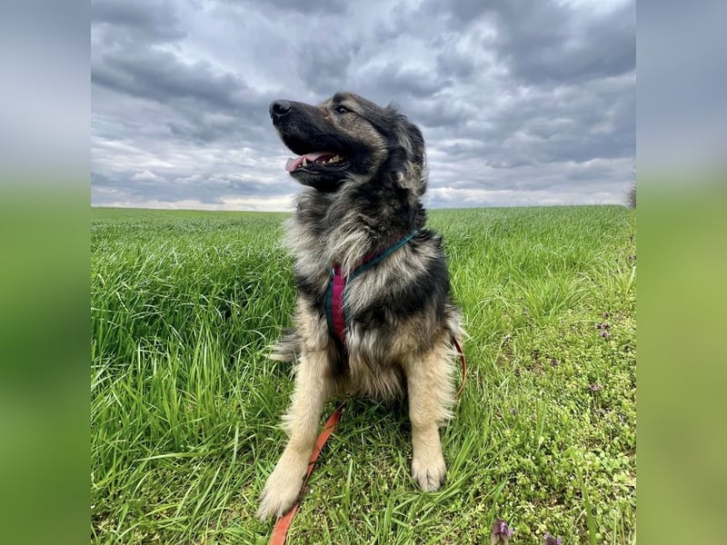 Billy braucht ein Zuhause